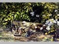 Cat Paintings 1