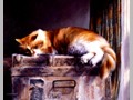 Cat Paintings 12