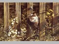 Cat Paintings 13