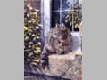 Cat Paintings 16