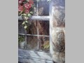 Cat Paintings 31