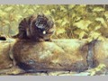 Cat Paintings 40