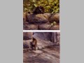 Cat Paintings 62