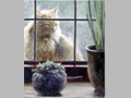 Cat Paintings 80