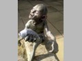 Tolkien's Gollum 13