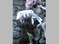 Tolkien's Gollum 14