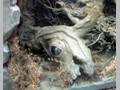 Tolkien's Gollum 15