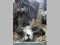 Tolkien's Gollum 16