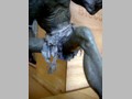 Tolkien's Gollum 28
