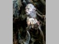 Tolkien's Gollum 9