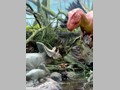 The Mummy and Dinosaurs 27